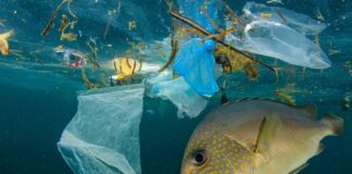 Последствия загрязнения мирового океана для жителей планеты