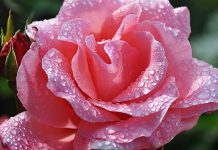 Розы: Символы красоты, истории и инновации